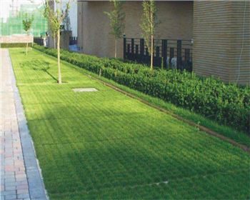 植草世俱杯体育在线注册